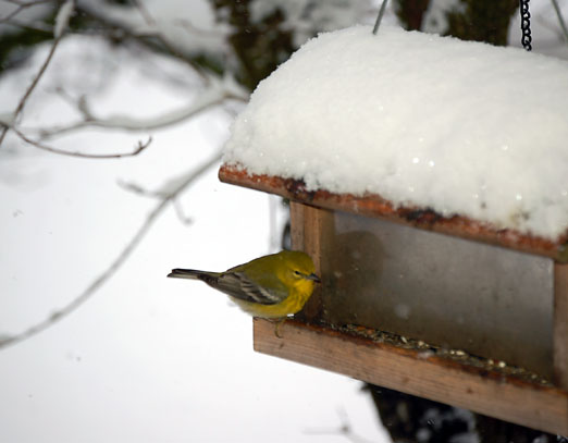 snow_feeder10ab.jpg