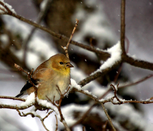 snow_goldfinch10b.jpg