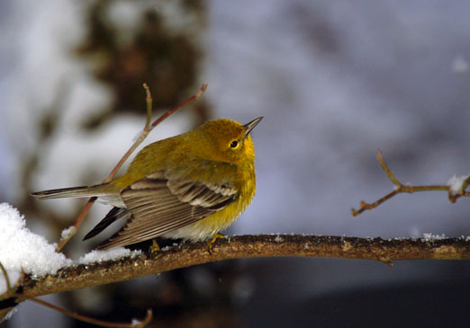 snowy_goldfinch10cb.jpg