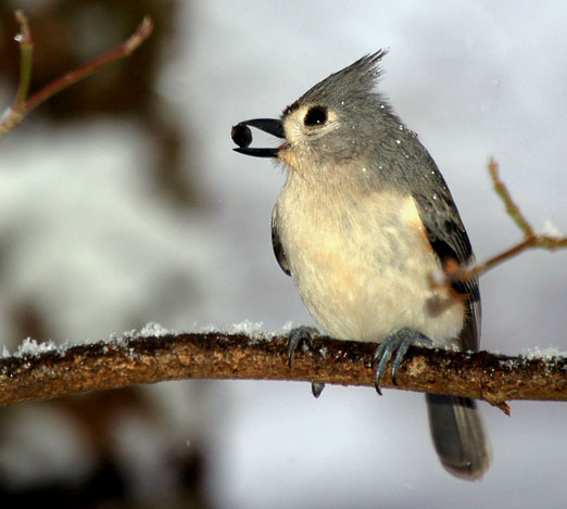 Snowy Stars of the Great Backyard Birdcount of 2010