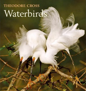 waterbirds.jpg