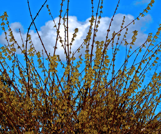 yellowbell_bluesky1.jpg