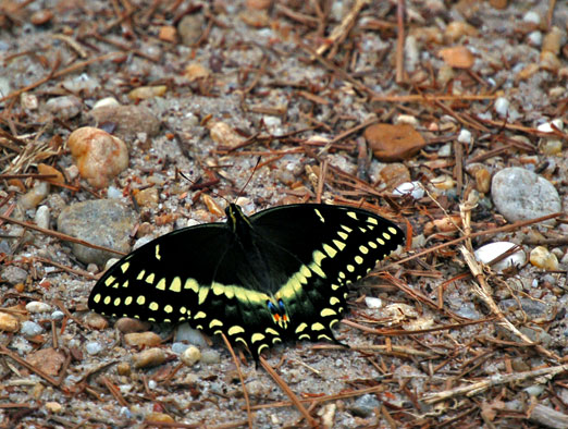 butterfly41510b.jpg