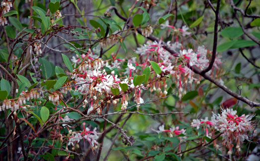 cherry_blossoms1b.jpg