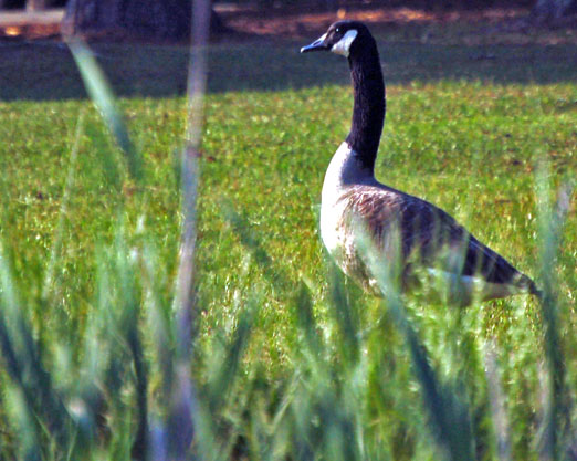 kcanadian_goose1b.jpg