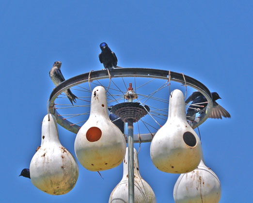 kpurple_martins3b.jpg