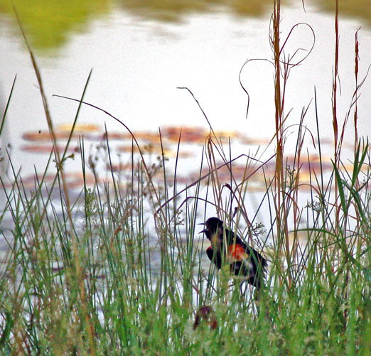 kredwing_blackbirds1b.jpg