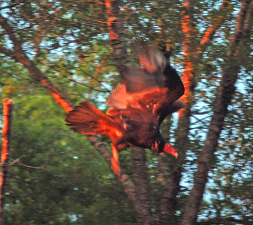 kturkey_vulture1b.jpg