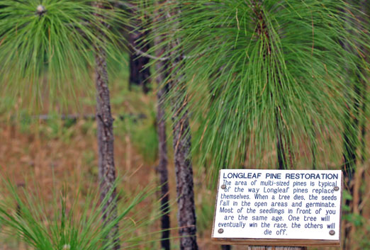 longleaf_sign1b.jpg