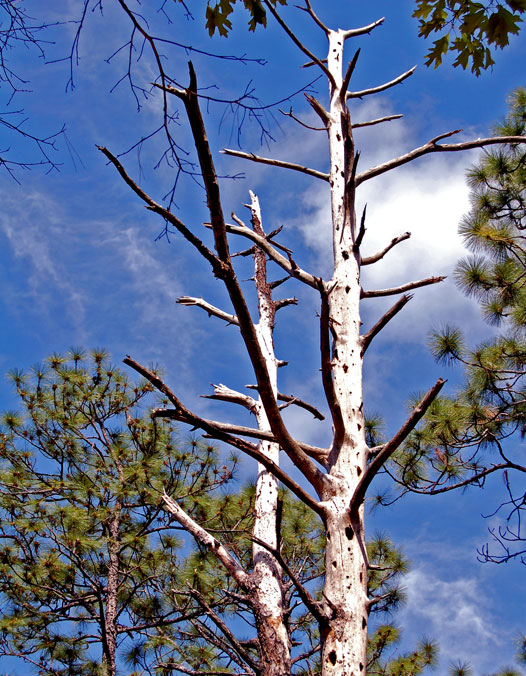 woodpecker_tree1b.jpg