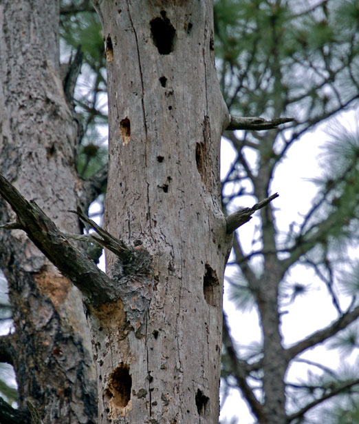 woodpecker_tree2b.jpg