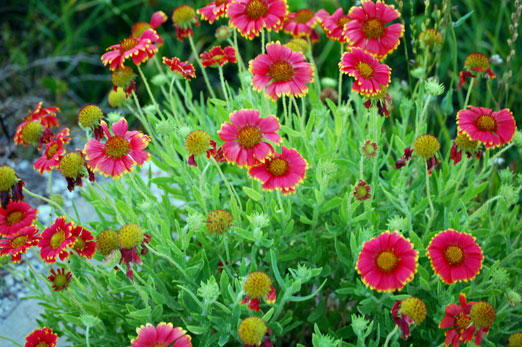 MothersDayBouquet1b.jpg