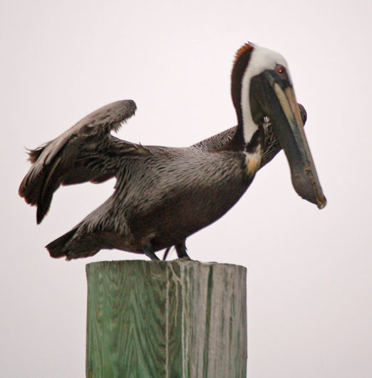 brown_pelican2b.jpg