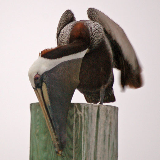 brown_pelican3b.jpg