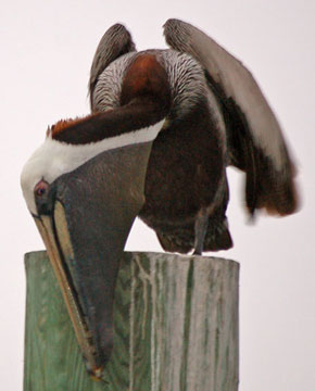 brown_pelican3n.jpg