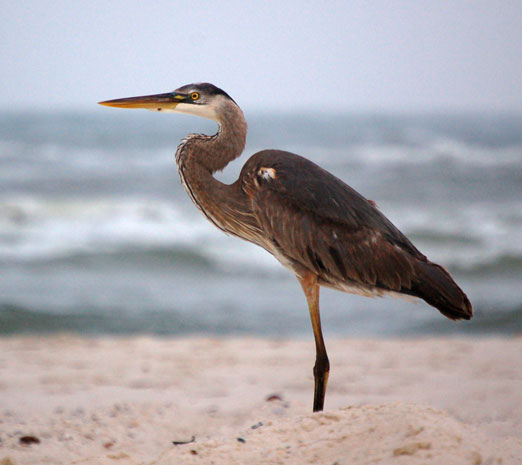 Gulf Coast Awaits Landfall of BP Oil Slick