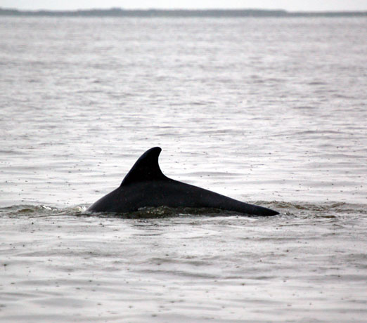 dolphin6-22bb.jpg