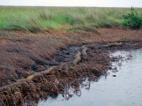 oiled_marsh6-22ab