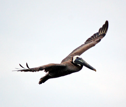 pelican_flight1b.jpg