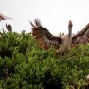 BP’s Oil Slick Soaks Louisiana Wetlands