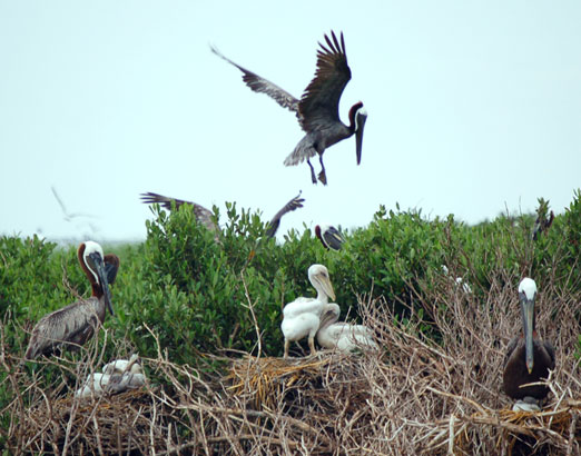 pelicans6-22db.jpg