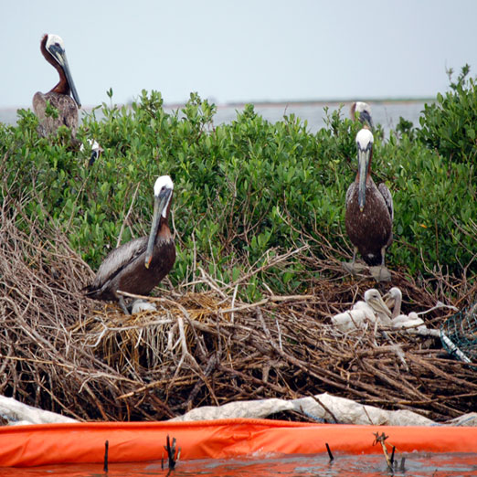 pelicans6-22eb.jpg
