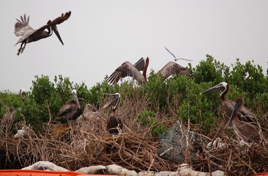 pelicans6-22fb.jpg
