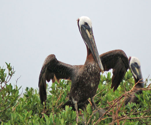 pelicans6-22gb.jpg