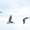 Beauty and the Beach: The Week BP’s Oil Hit Alabama’s Coast