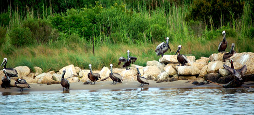 white_pelicans1b.jpg