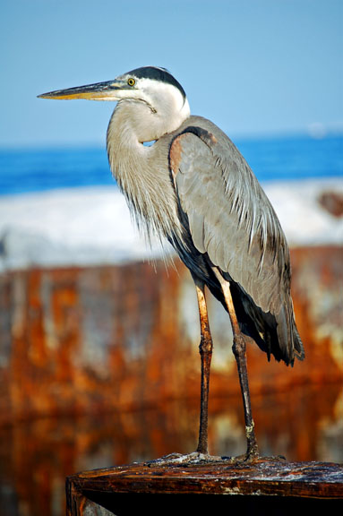 WBheron6-25abg.jpg