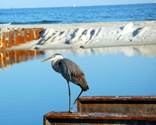 WBheron6-25bb.jpg