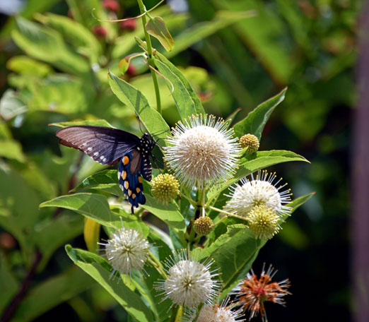 butterfly7-7-10ab.jpg