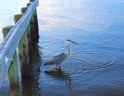 grtblue_heron7-7-10ab.jpg