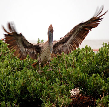 pelicans6-22cn.jpg