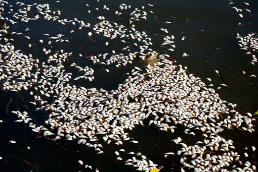 weeksbay_deadfish1b.jpg