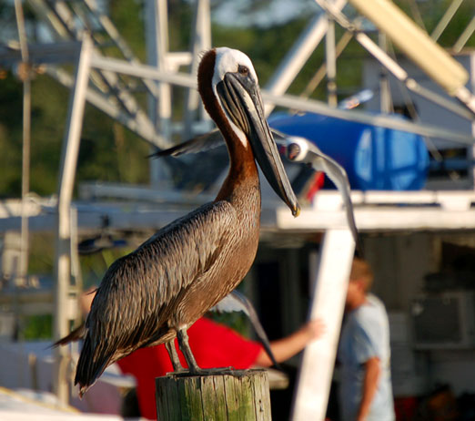 weeksbay_pelican1b.jpg