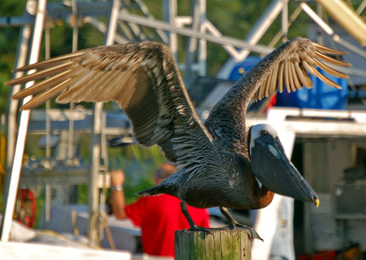 weeksbay_pelican2b.jpg