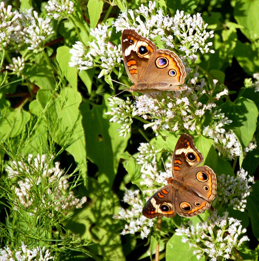 Buckeye_Butterfly1b.jpg