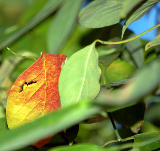 fall_leaf9-4-10.jpg