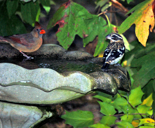 grosbeaks1_92910b.jpg