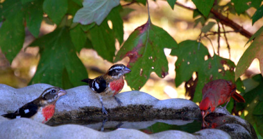 grosbeaks93010ab.jpg