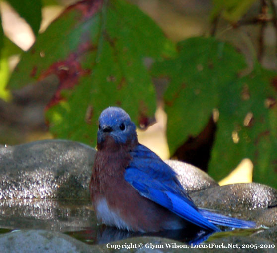 bluebird_bath10210ab.jpg