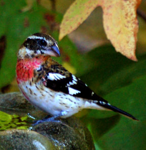 grosbeak10110cbs.jpg