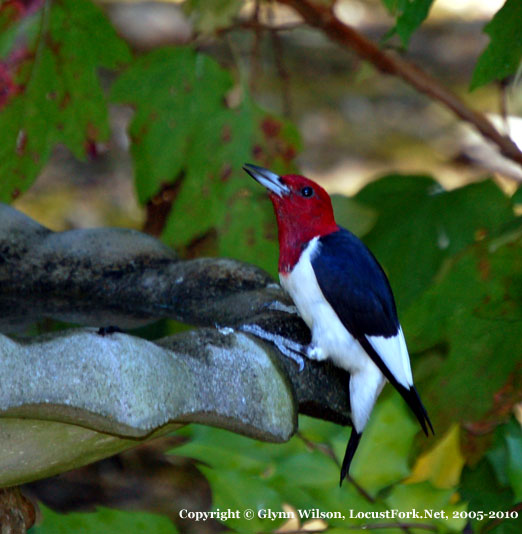 red-headed_woodpecker10610a.jpg
