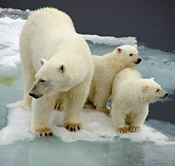 PolarBear_PeteSpruance.jpg