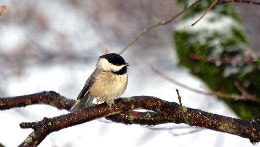 chickadee12252010ab.jpg