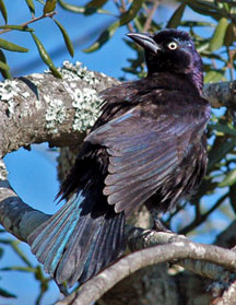 blackbird08bsm.jpg