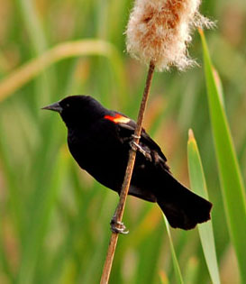 red-winged_blackbird1b.jpg