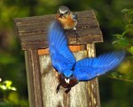 Earth Day 2009: A Bluebird Feeding Show